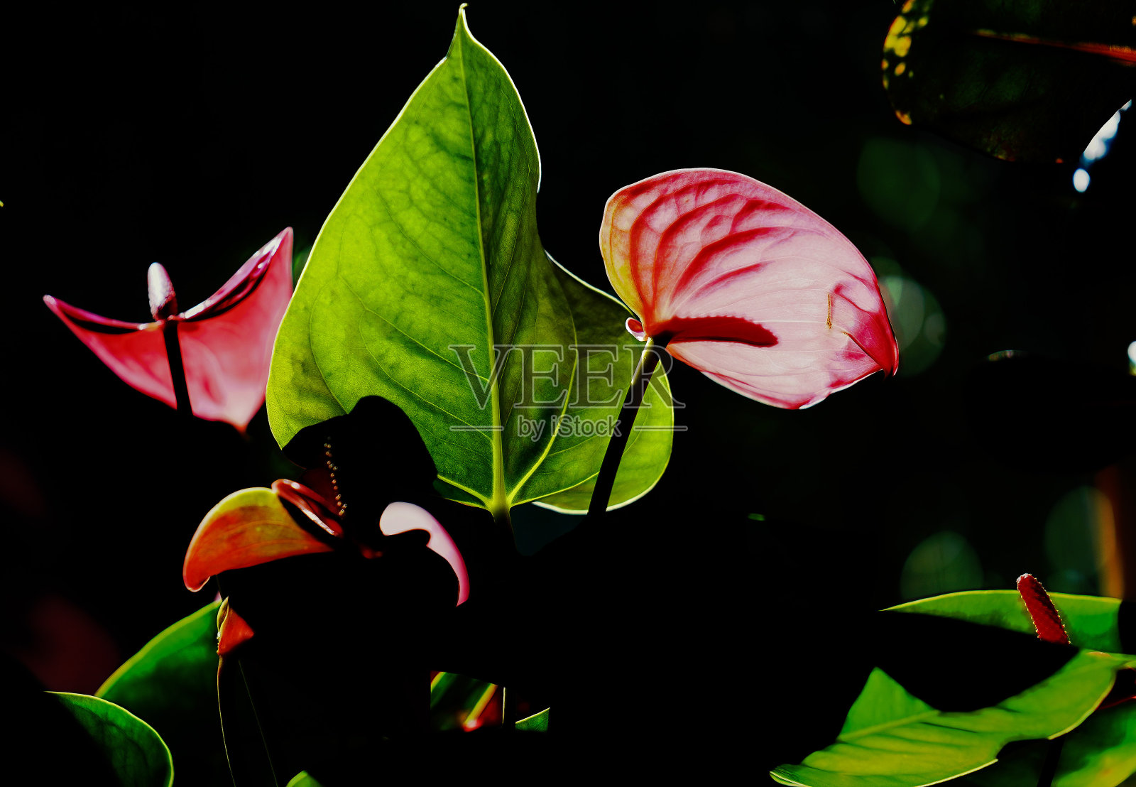 橱窗里的兰花照片摄影图片