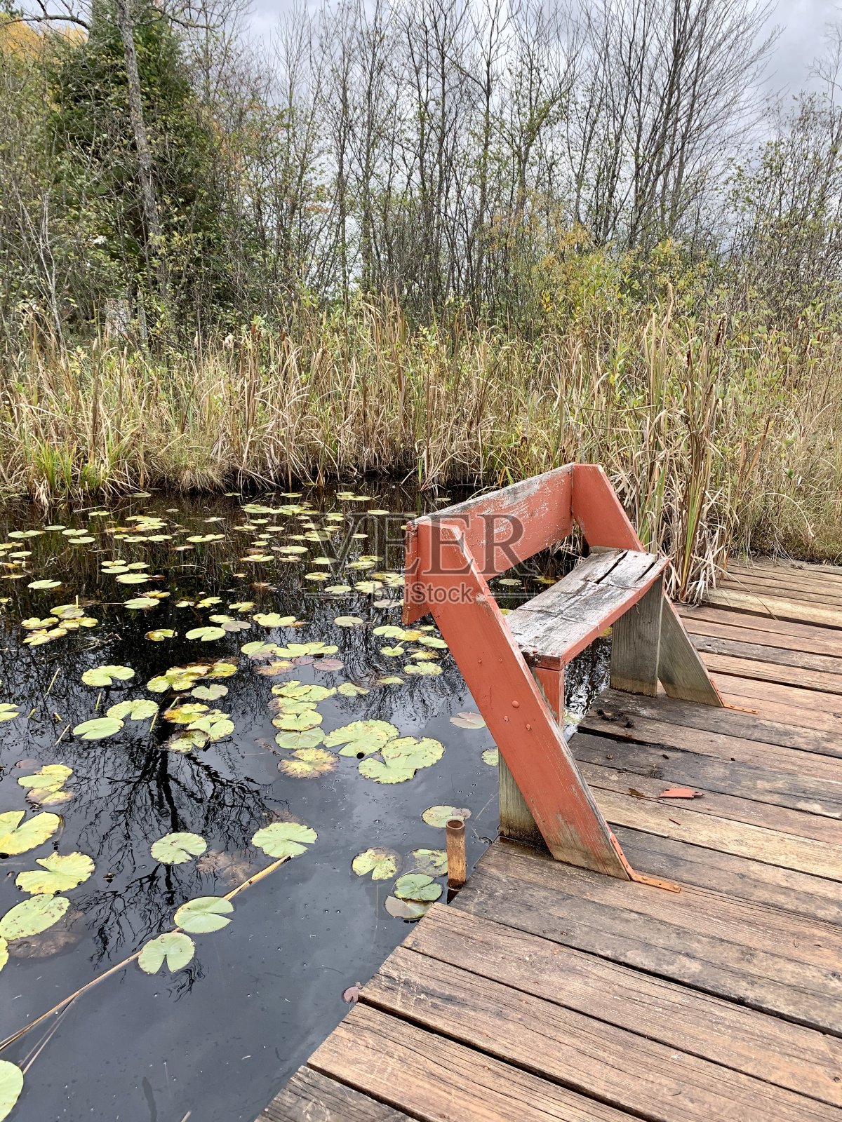 睡莲照片摄影图片
