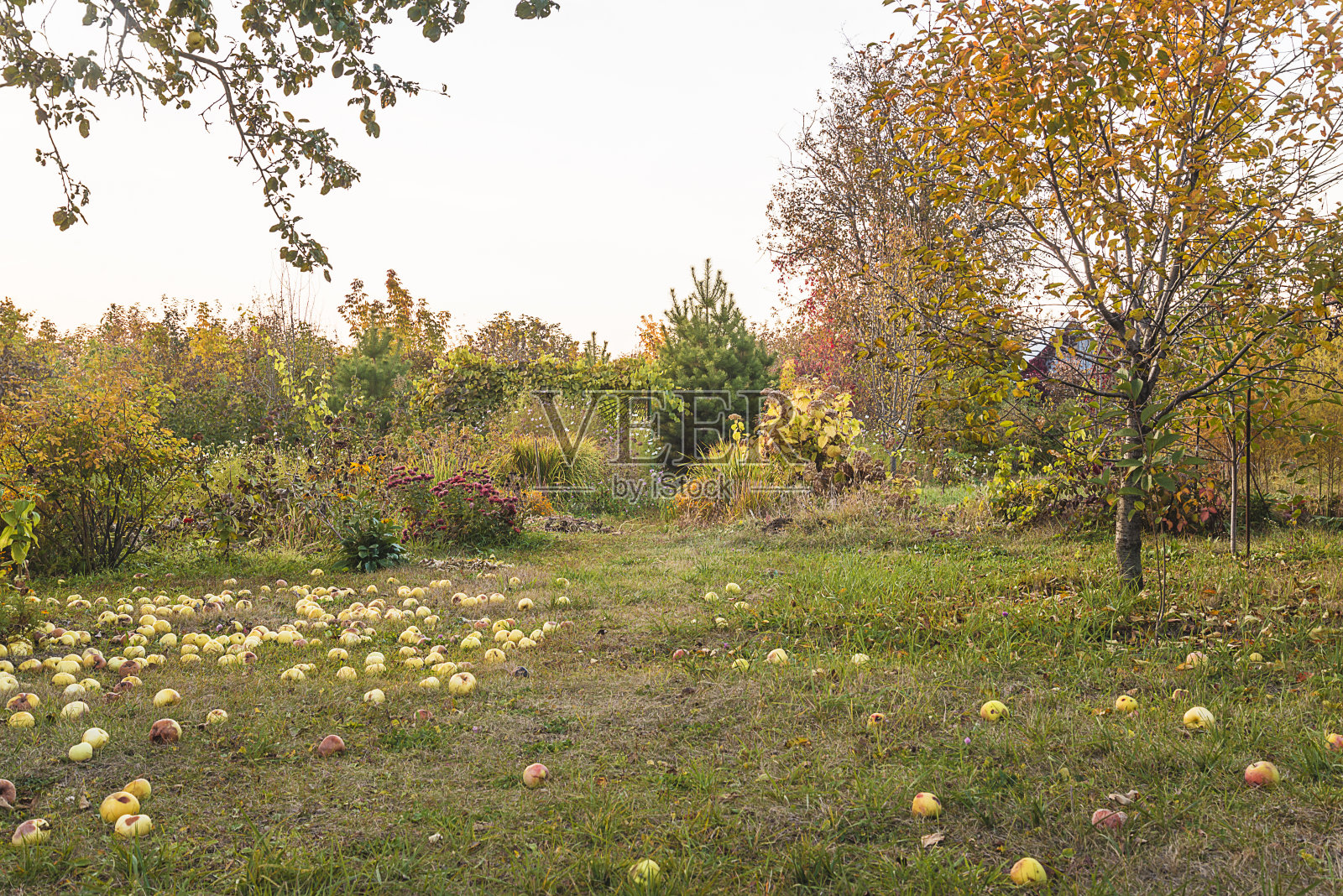 秋天园艺的概念。照片摄影图片