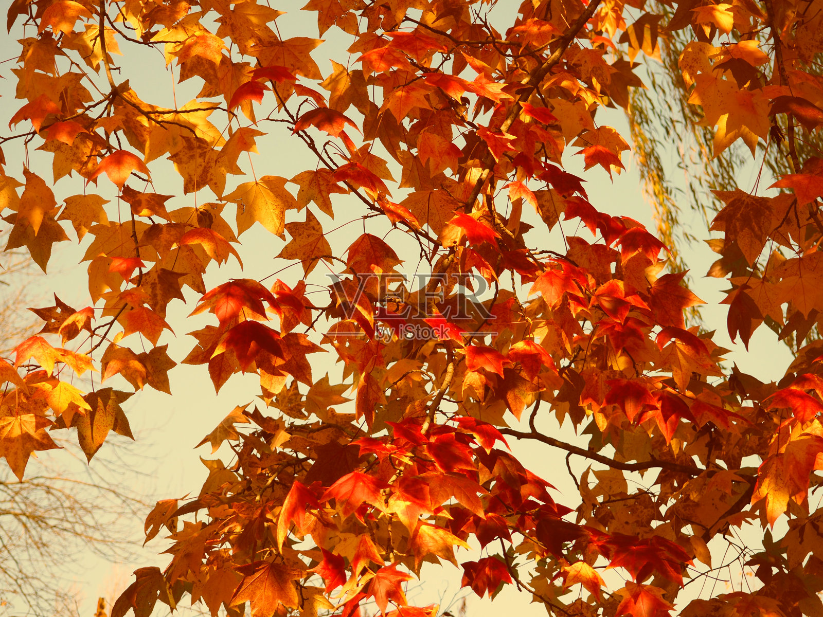 旗帜秋色为背景，红红的枫叶映衬着天空，美工为设计照片摄影图片