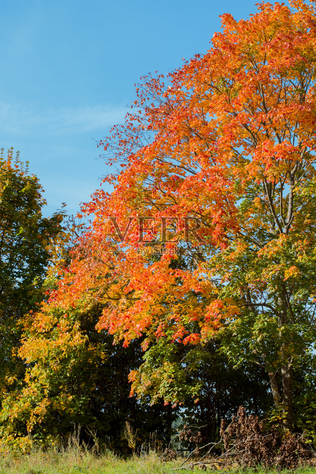秋天的公园里，明亮的树木和红色和黄色的叶子映衬着蓝天照片摄影图片