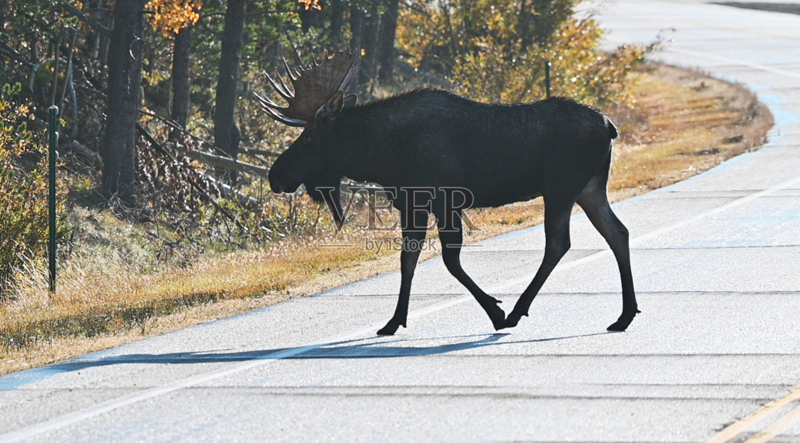公驼鹿过马路照片摄影图片