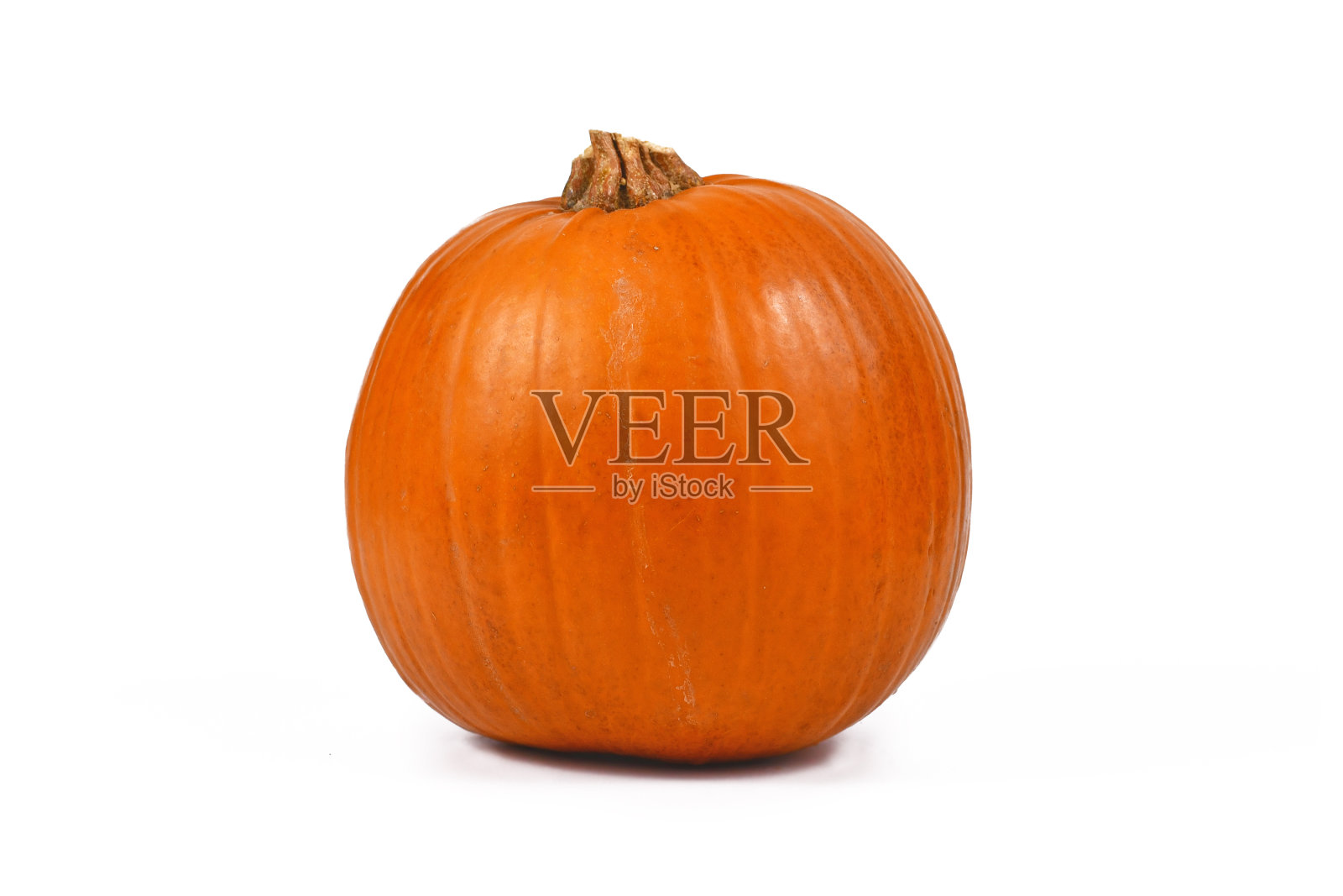 单曲“熊宝宝”万圣节南瓜白色背景照片摄影图片