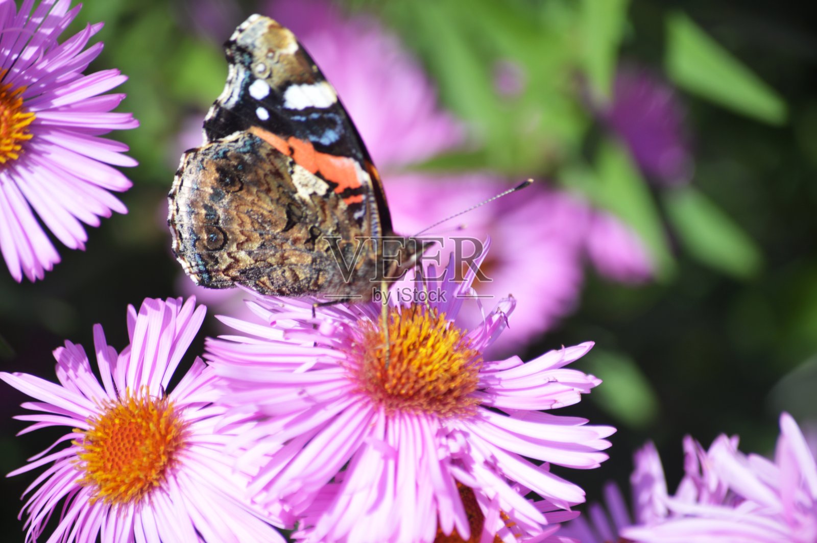 花照片摄影图片