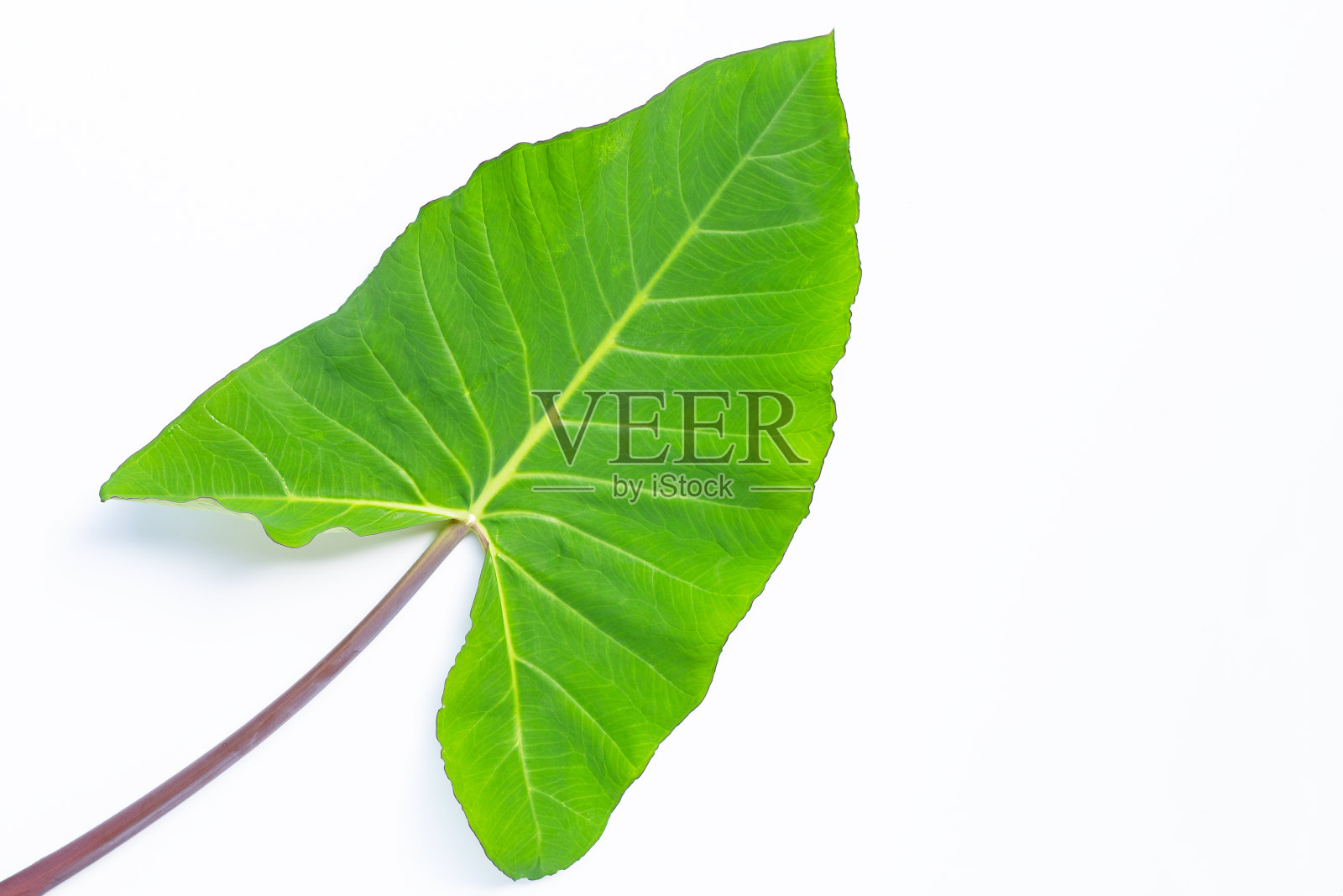 在白色背景上孤立的芋头叶子。照片摄影图片