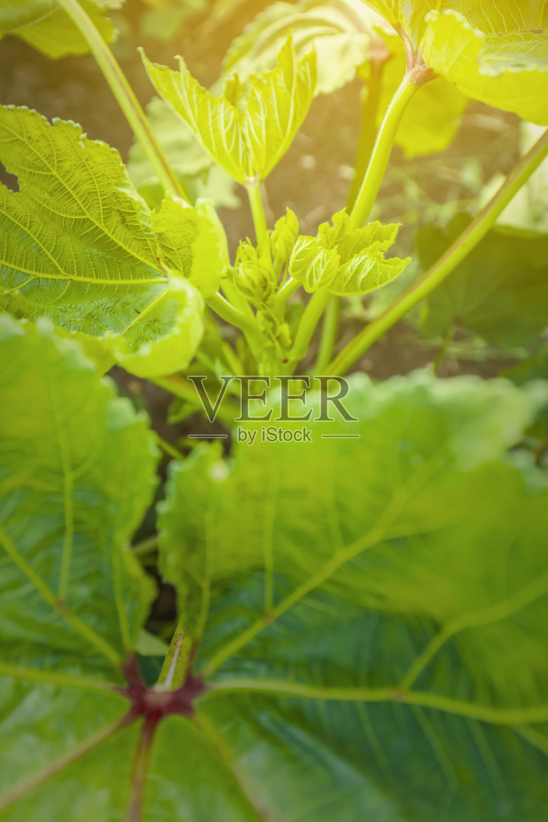 逆戟鲸，生长在野外的瓢虫照片摄影图片