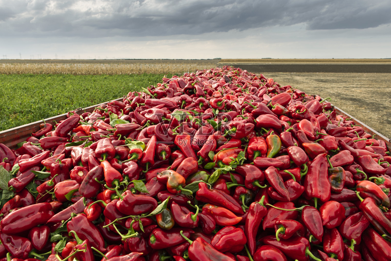 农村季节收获的红辣椒。照片摄影图片
