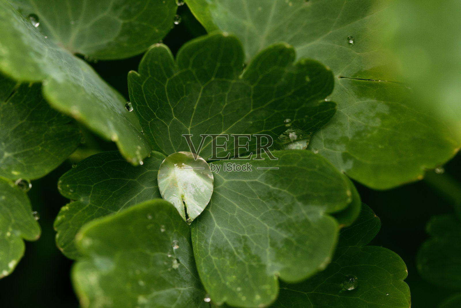 透明的雨滴落在绿色的叶子上。美丽的自然背景。照片摄影图片