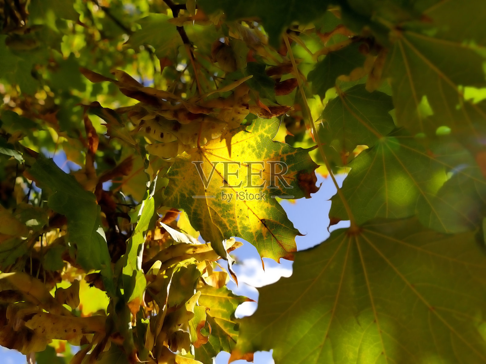 秋色的枫叶在背光下照片摄影图片