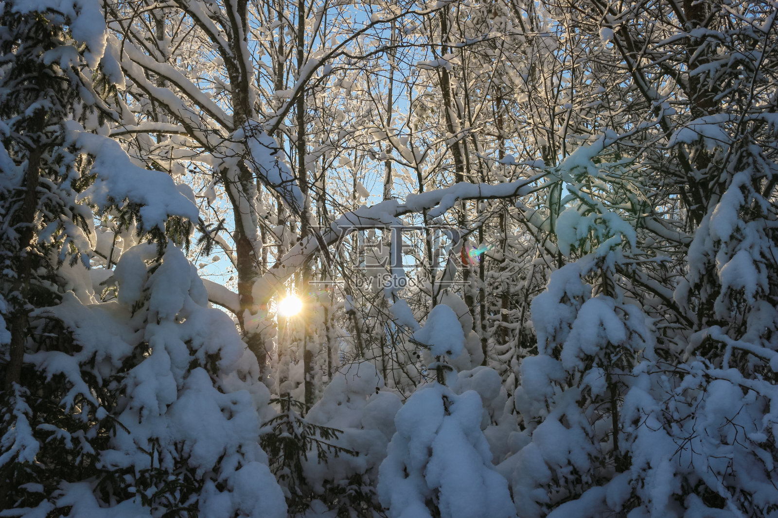 阳光明媚的日子，松树上覆盖着积雪。照片摄影图片