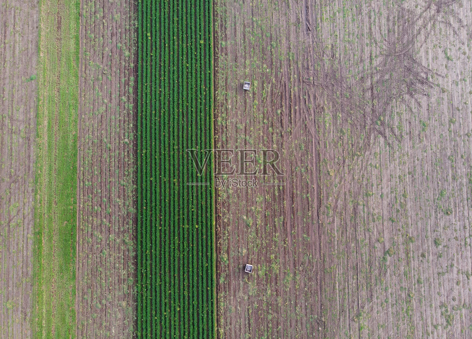 胡萝卜地里的两个箱子照片摄影图片