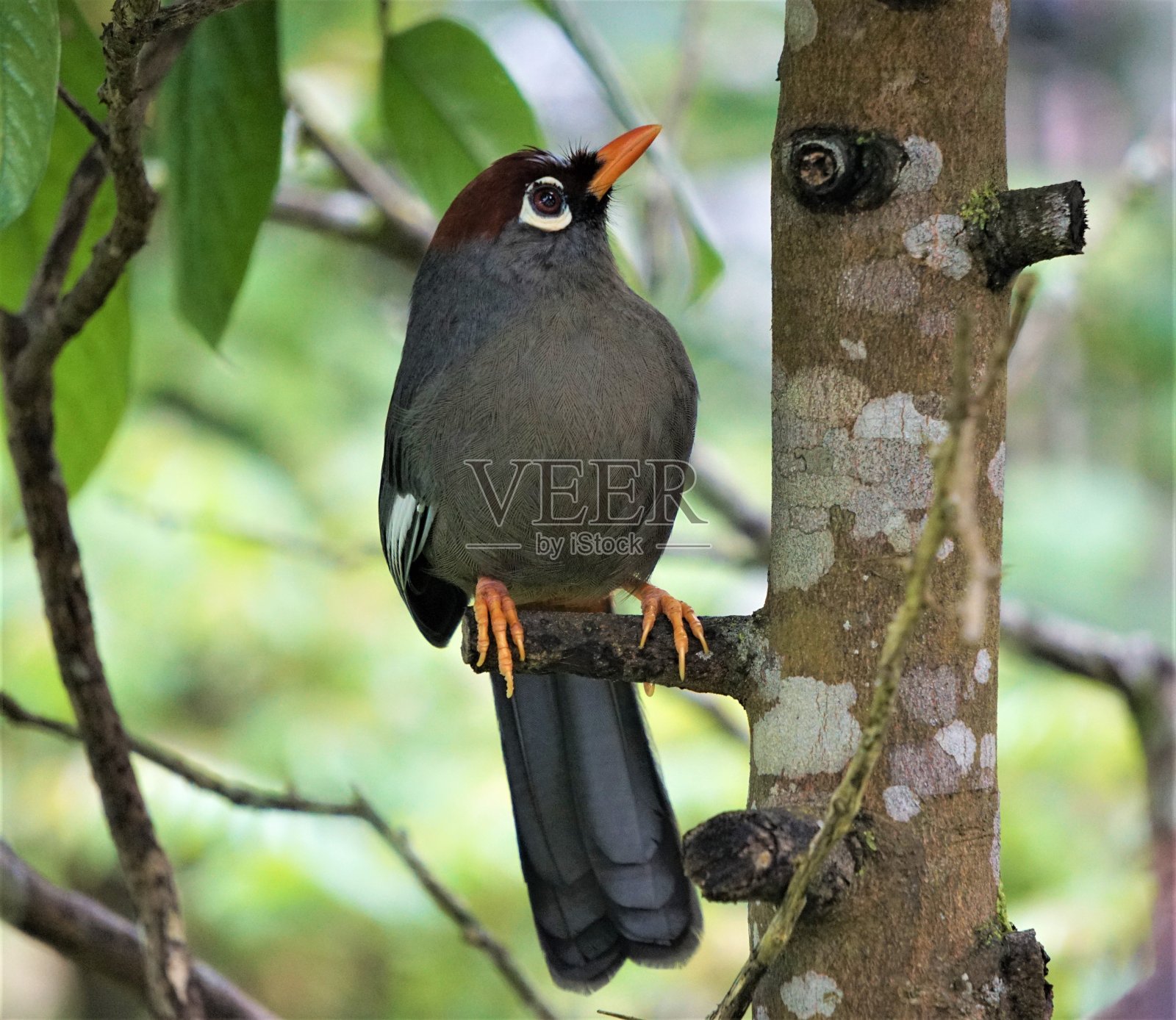 栗色帽的笑声照片摄影图片