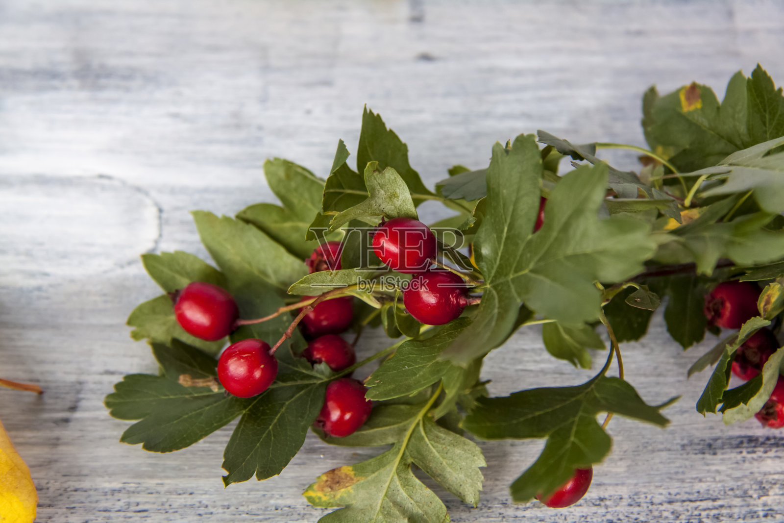 秋天的背景。丰收节的主题。照片摄影图片