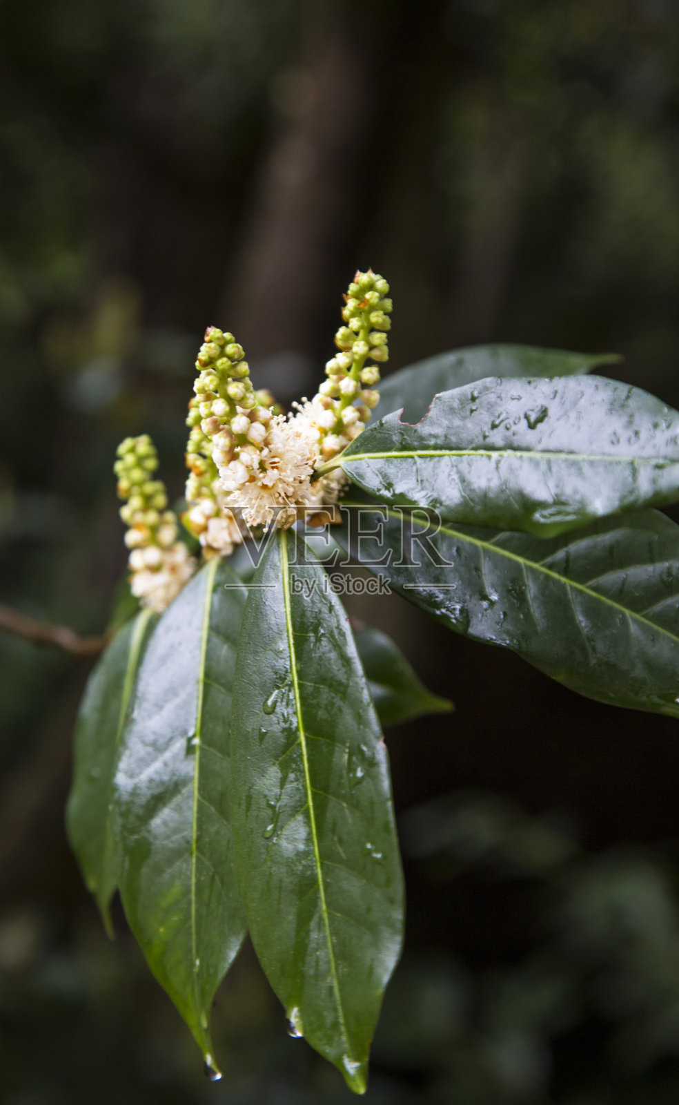 春天，树枝上的白色小花盛开照片摄影图片