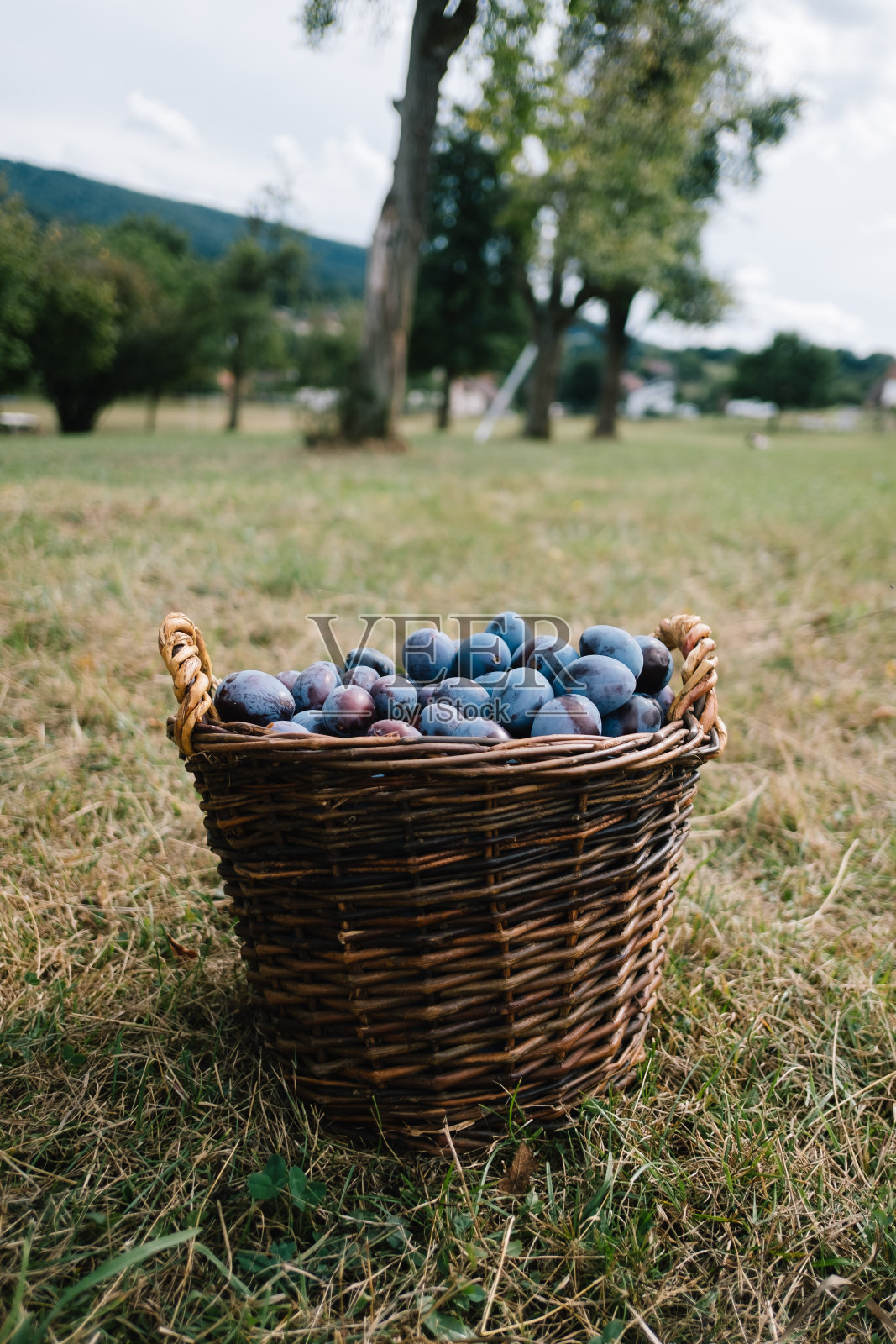 李子丰收照片摄影图片