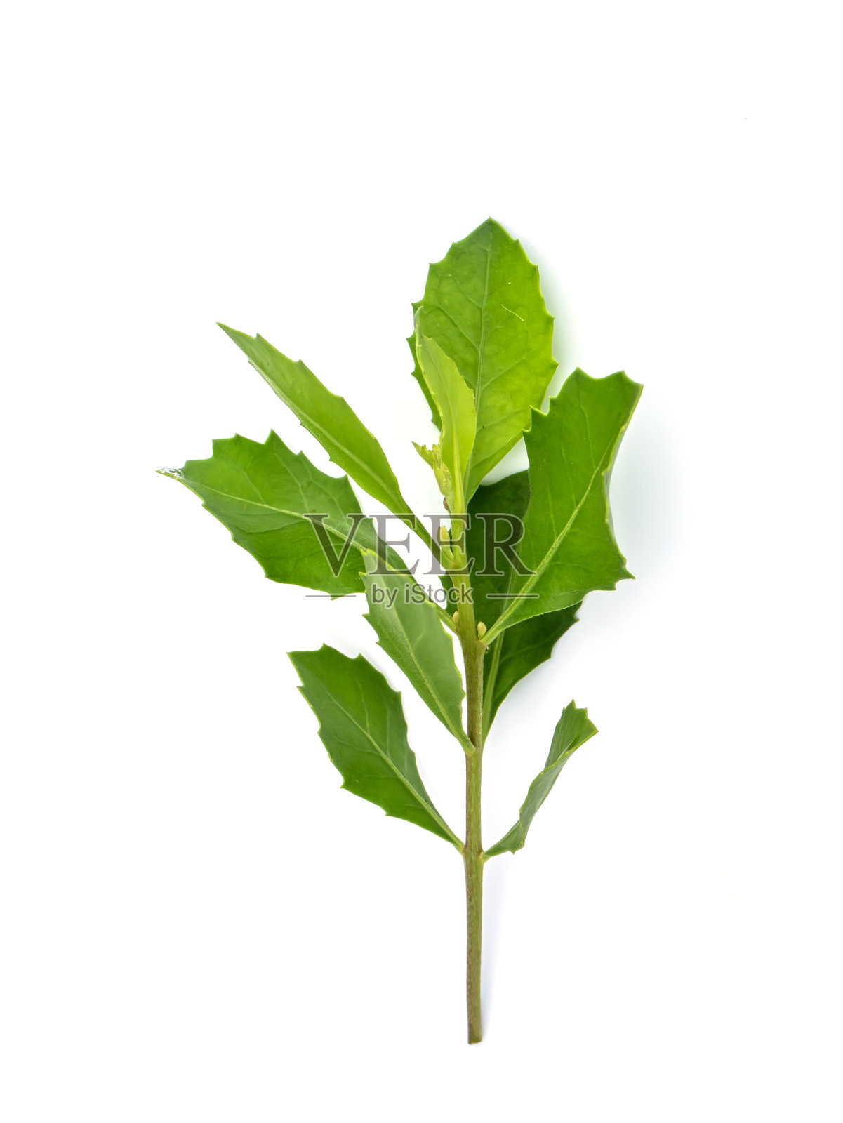 靠近印度沼泽蒿植物的叶子。照片摄影图片