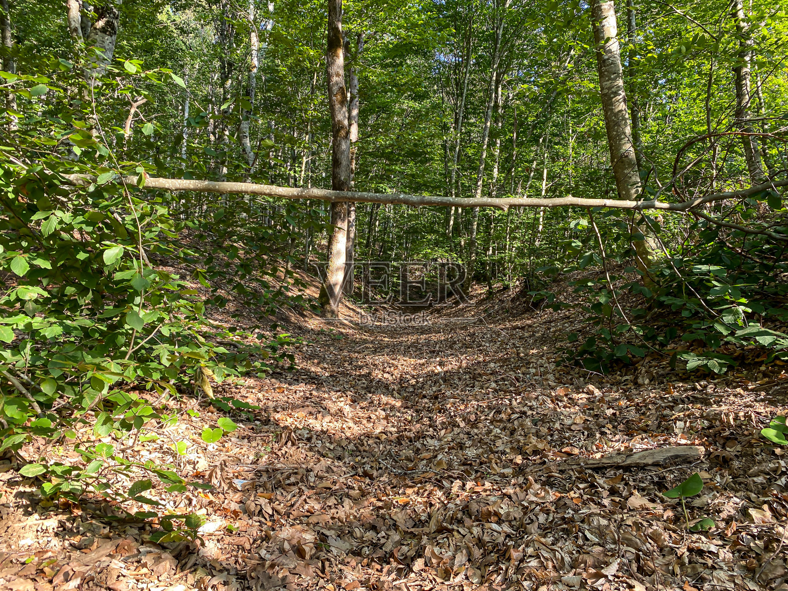 丛林色雷斯，土耳其，欧罗巴照片摄影图片