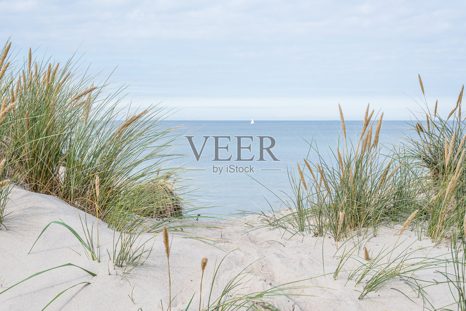 沙滩上的黑麦在沙丘的风中摇曳，一艘帆船在地平线上照片摄影图片