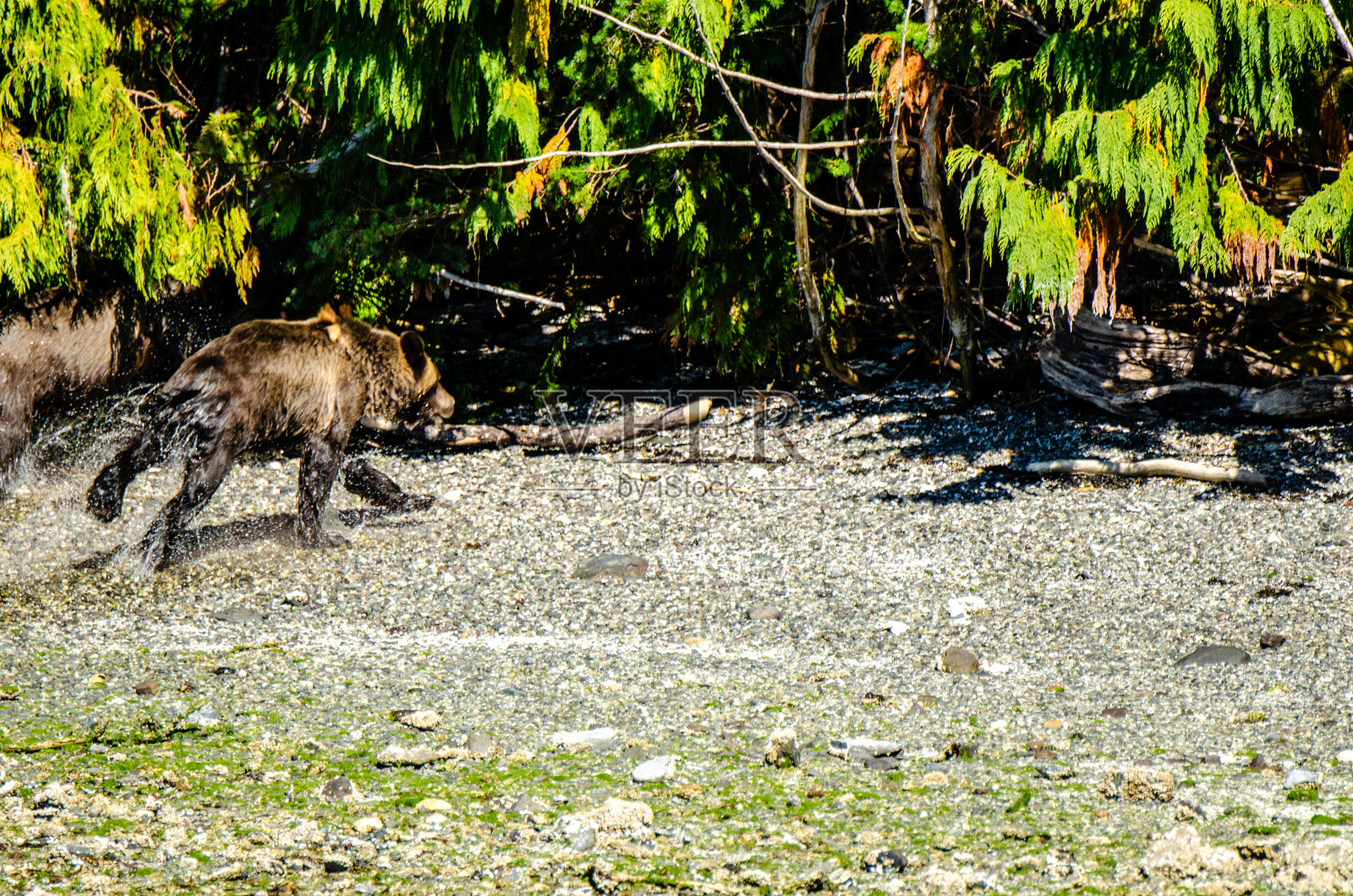 两只年轻的灰熊在一下午的游泳后，抖抖身上的水，向森林里的隐蔽处奔去照片摄影图片