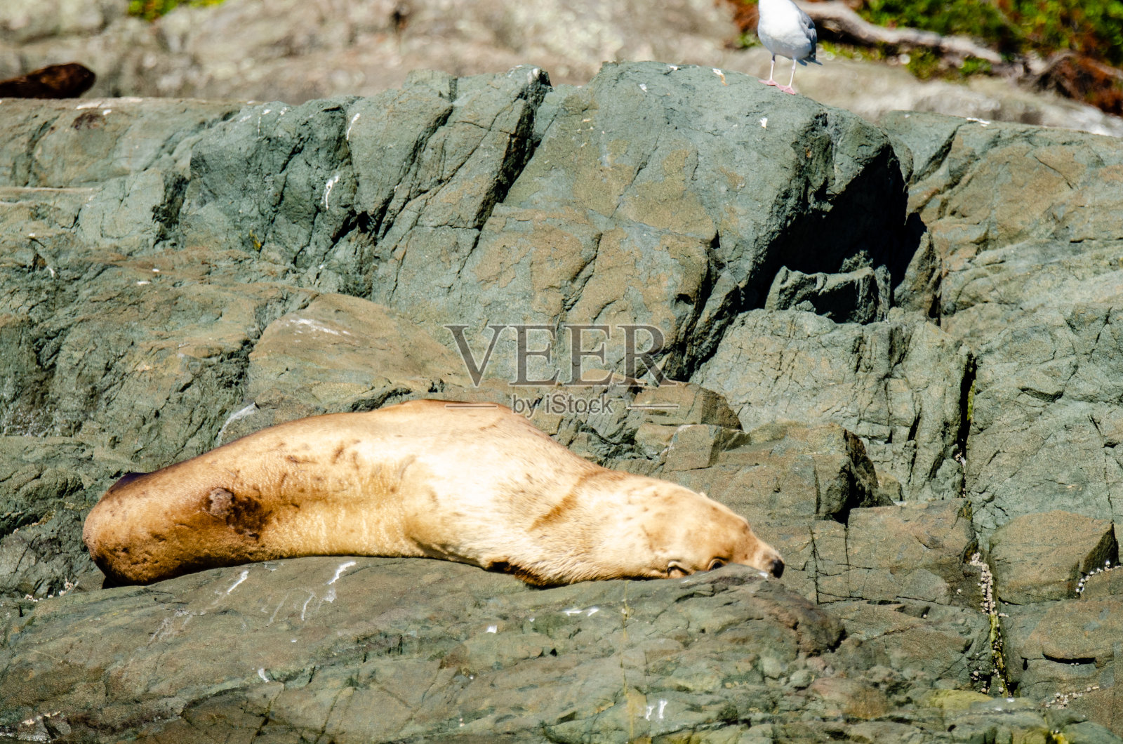 一只沉睡的恒星海狮照片摄影图片