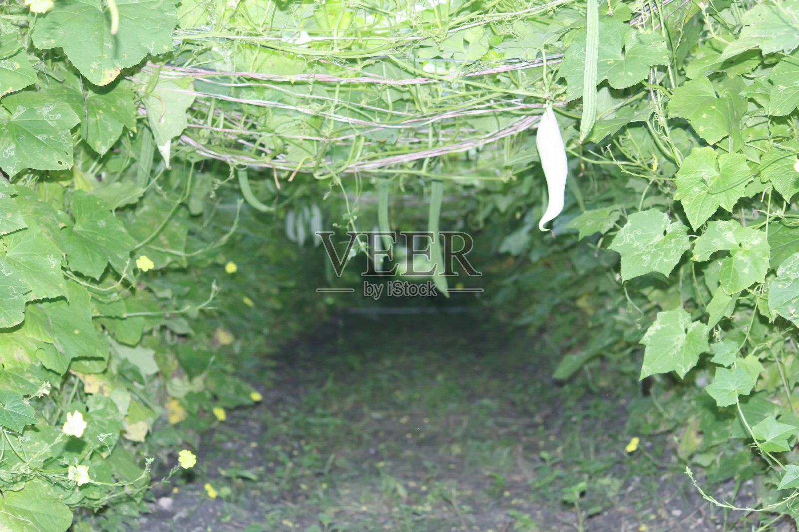 神奇的种植方法照片摄影图片