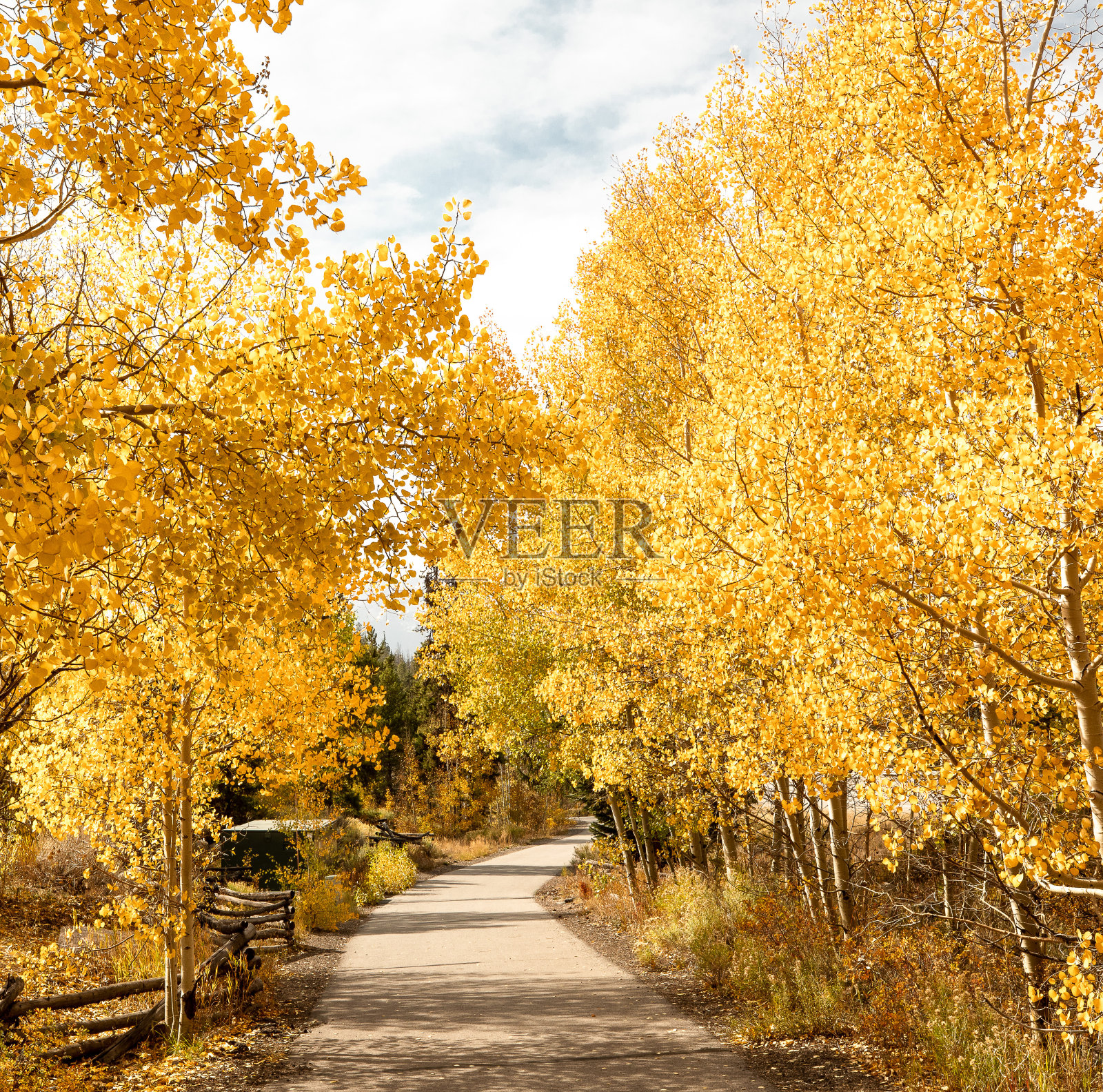 科罗拉多州阿斯彭树照片摄影图片