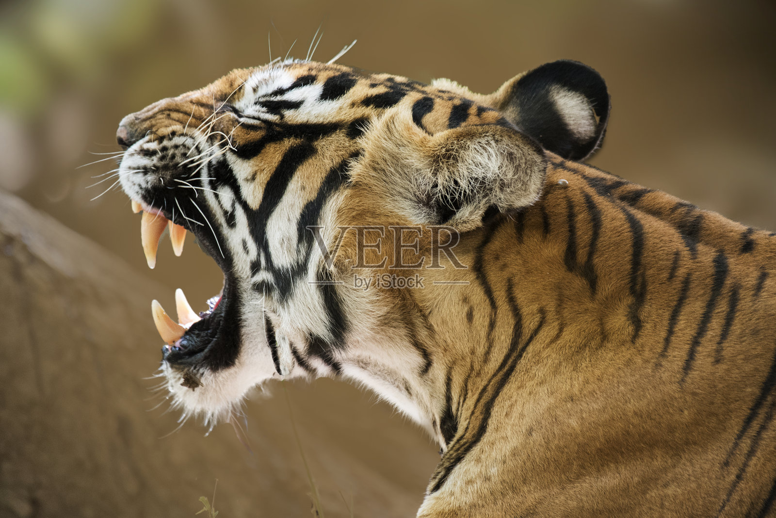 打哈欠照片摄影图片