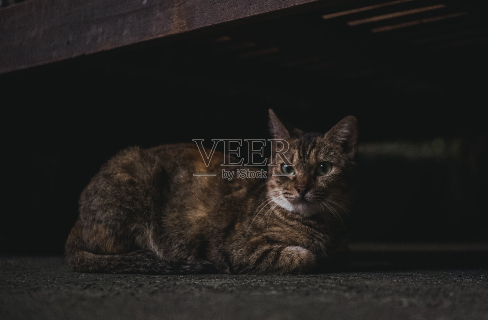 夕阳下的猫。照片摄影图片