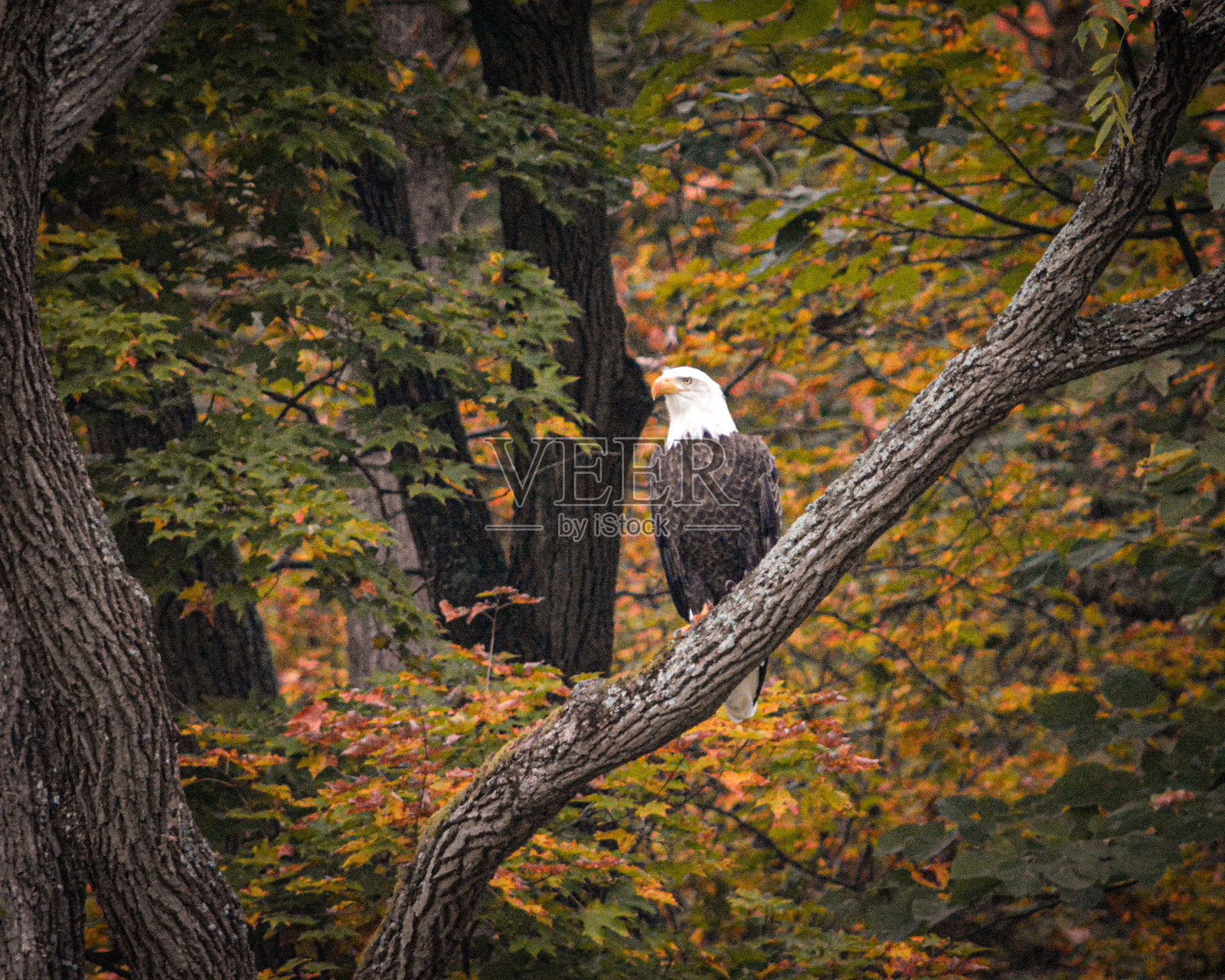 魔鹰照片摄影图片