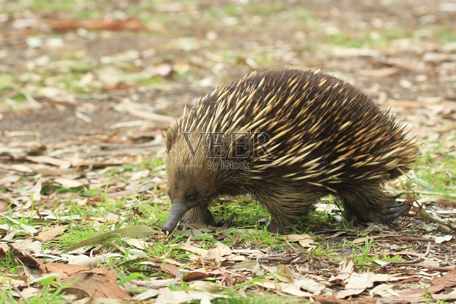针鼹在觅食蚂蚁照片摄影图片