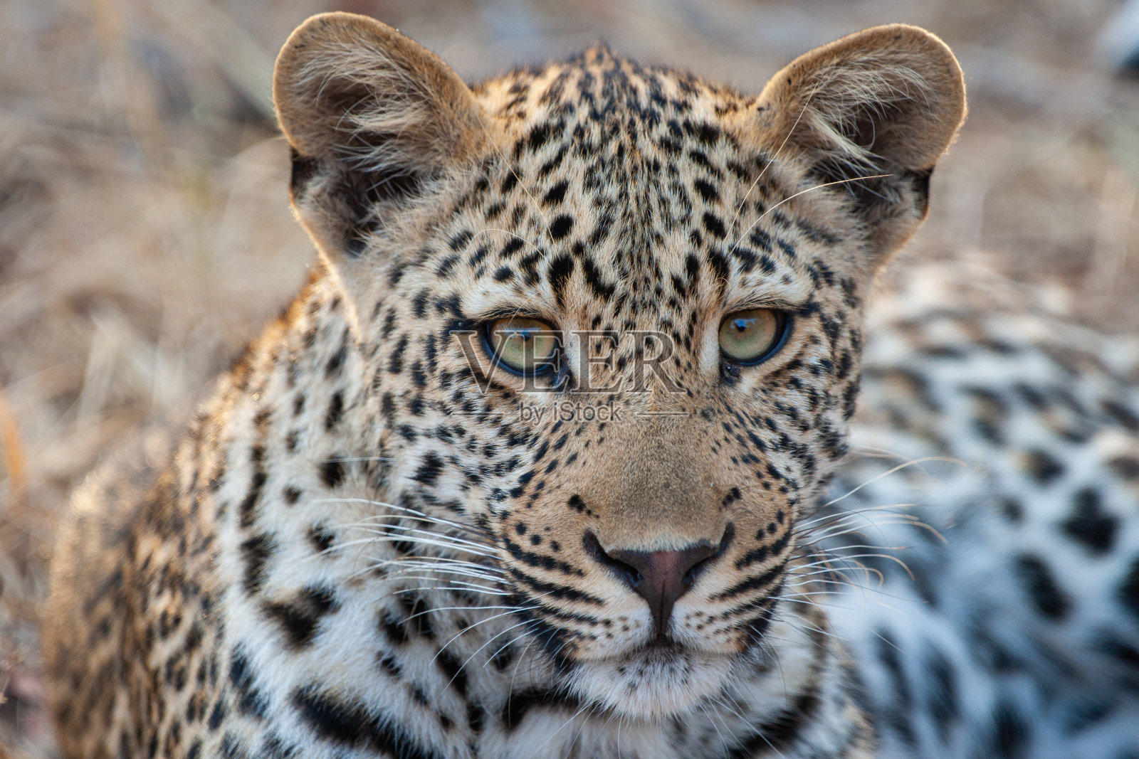 年轻男性豹照片摄影图片