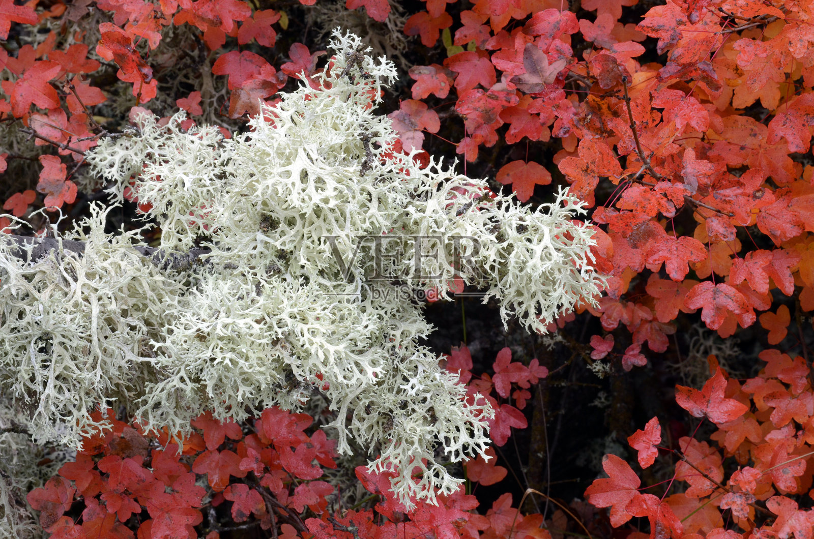 秋天覆盖在枫树上的地衣照片摄影图片