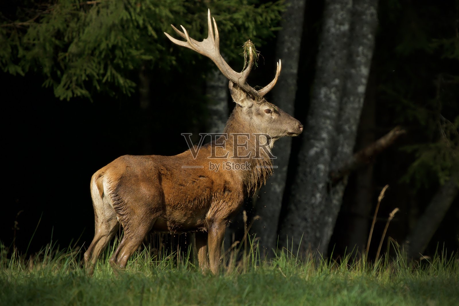 年轻的鹿照片摄影图片