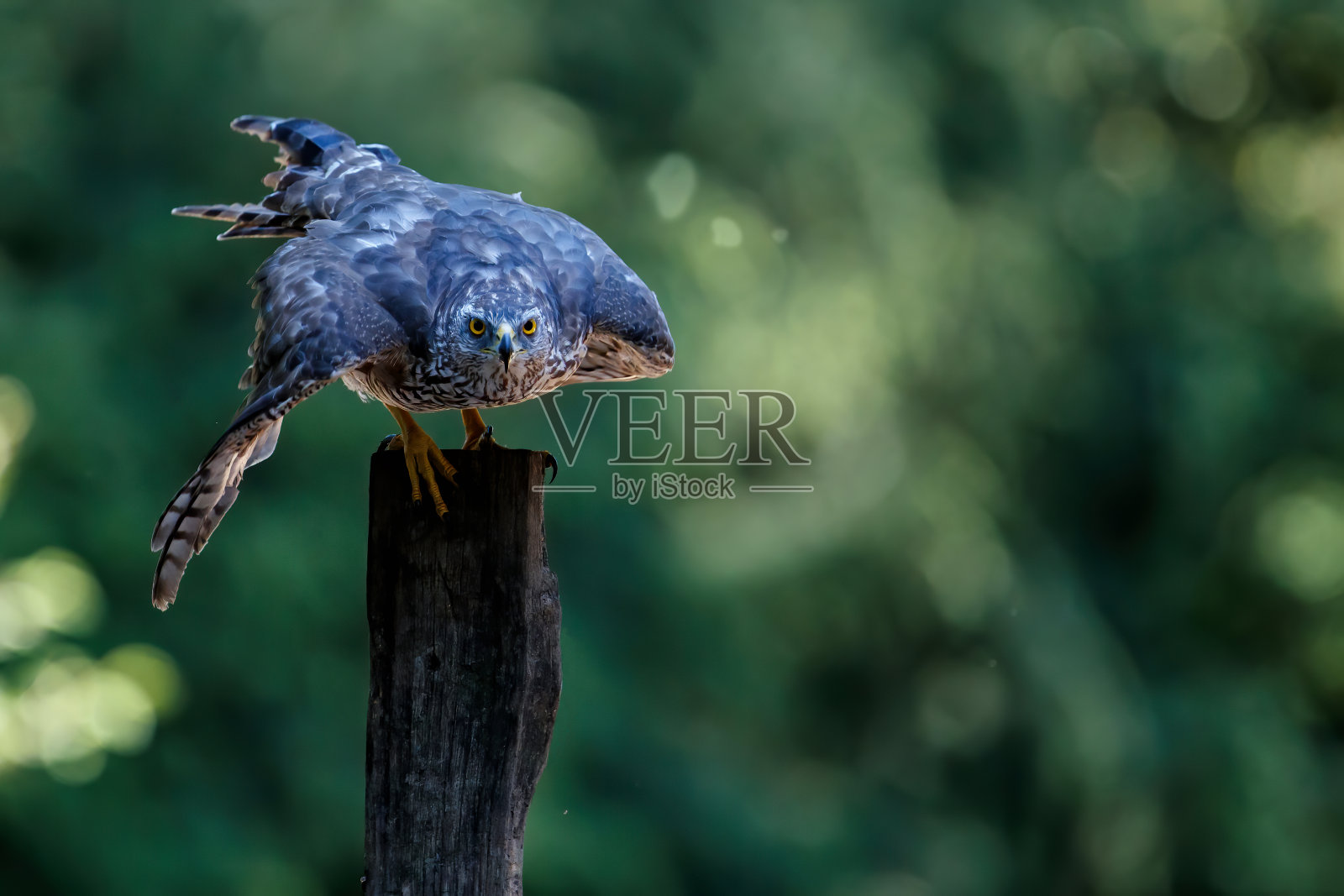 北方的苍鹰在森林里照片摄影图片