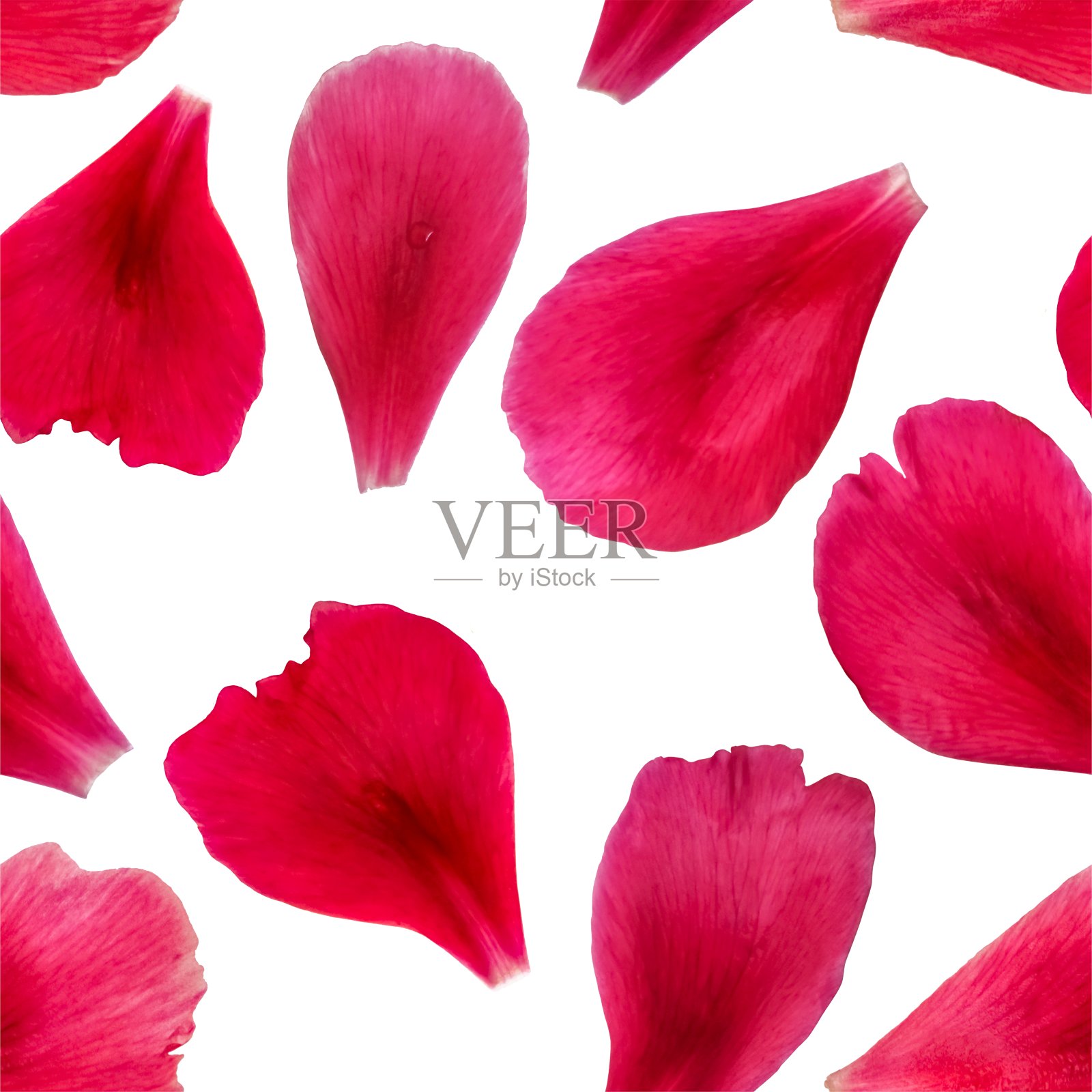 粉红玫瑰、牡丹、郁金香花瓣的方形纹理无缝衔接照片摄影图片