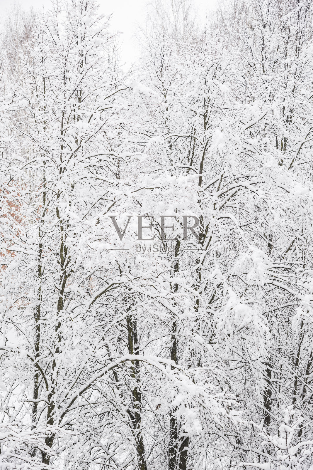 雪覆盖的树木照片摄影图片