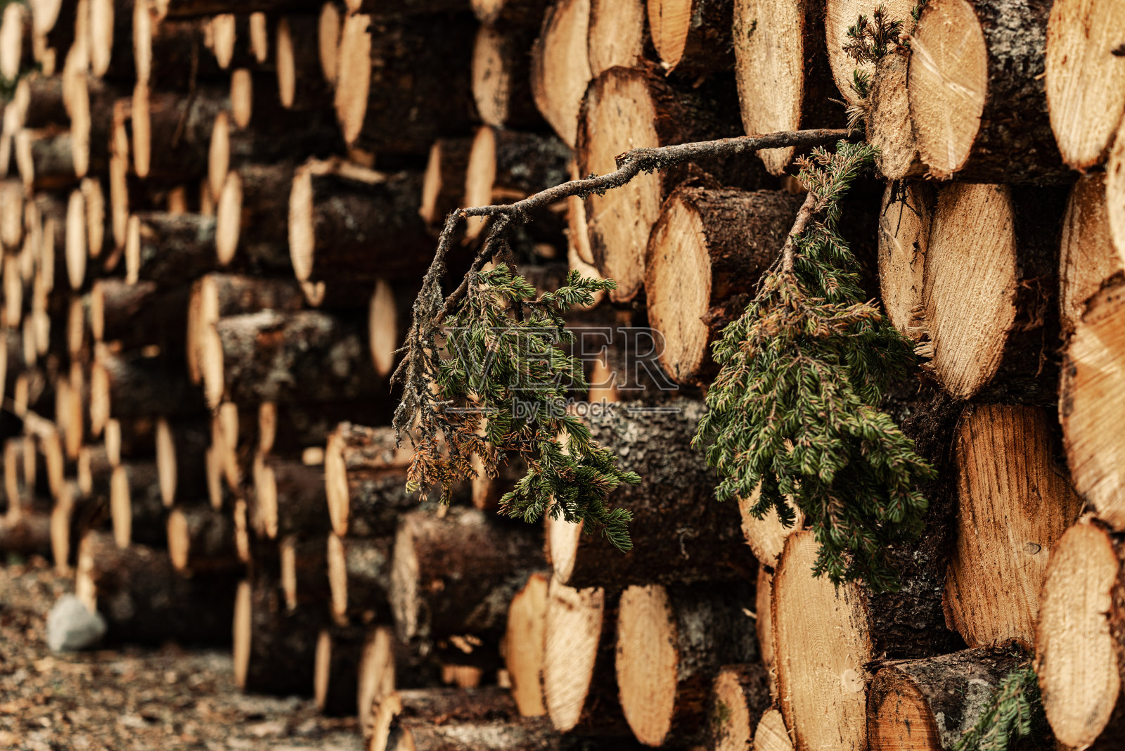收获云杉照片摄影图片