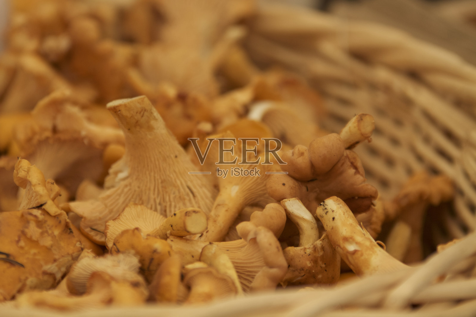 鸡油菌蘑菇照片摄影图片