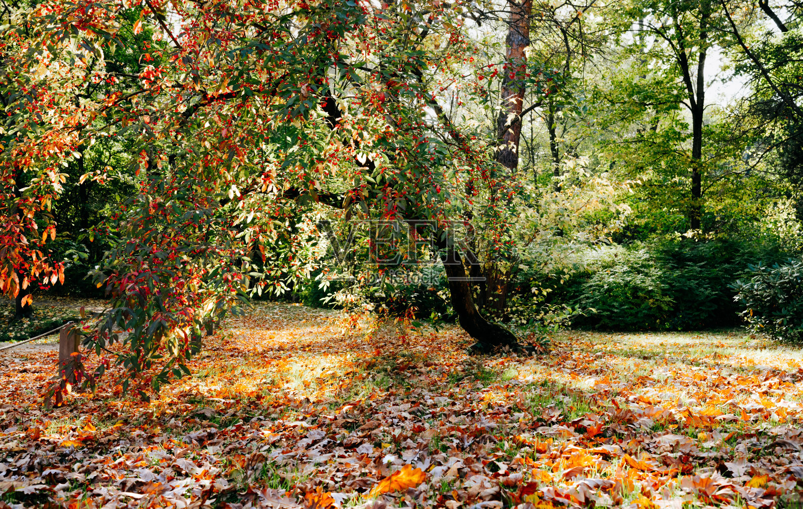 秋天的日本花园在莫斯科，俄罗斯照片摄影图片