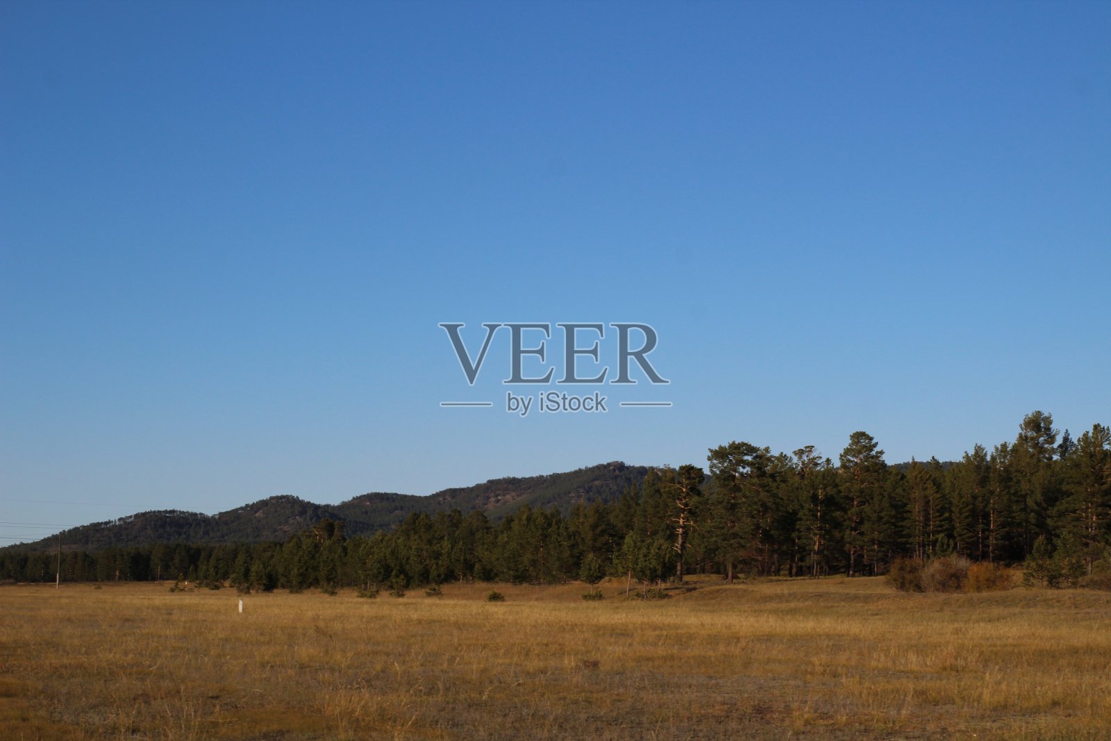 秋景照片松树林，黄草和清澈的蓝天照片摄影图片