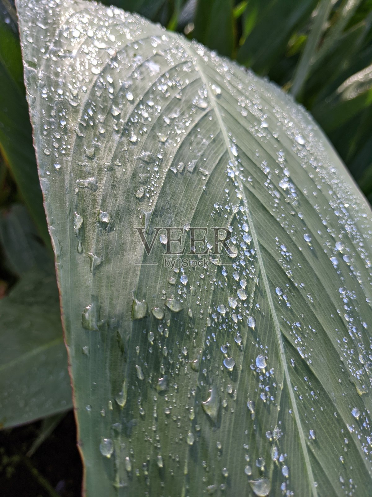 滴在叶子照片摄影图片
