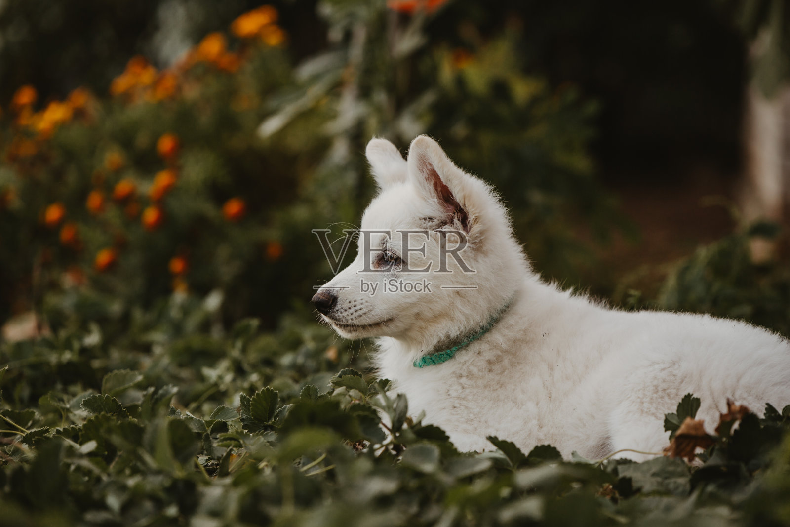 瑞士牧羊犬小狗宠物肖像与自然的背景照片摄影图片