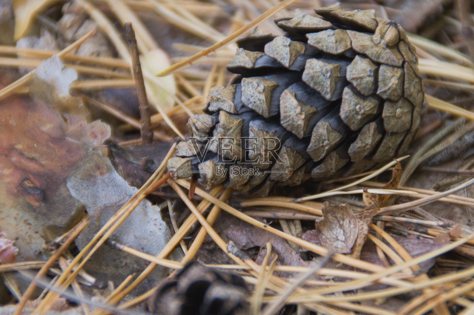 在干燥的云杉针叶背景上的近距离冷杉球果。照片摄影图片