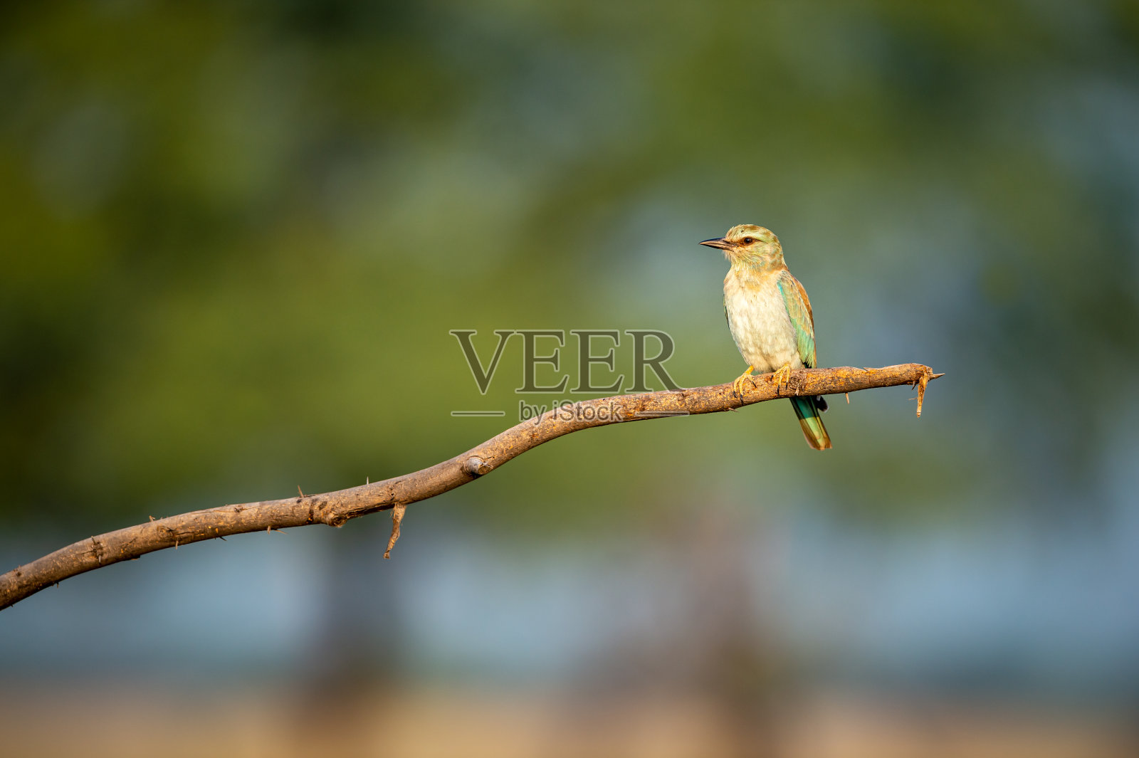 在印度拉贾斯坦邦的ranthambore国家公园，欧亚或欧洲的滚齿虎栖息在自然的绿色背景中照片摄影图片