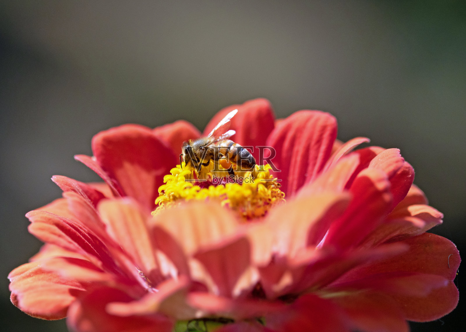 蜜蜂照片摄影图片
