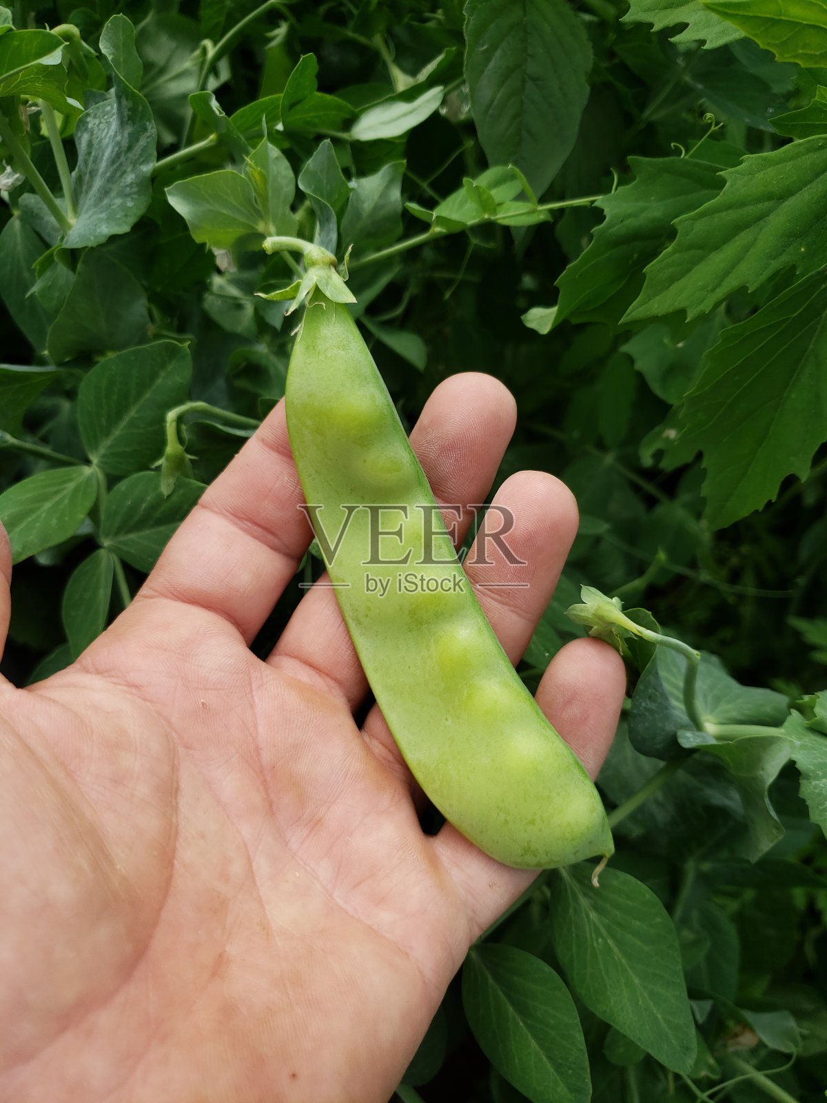 一只手拿着一粒雪豌豆照片摄影图片