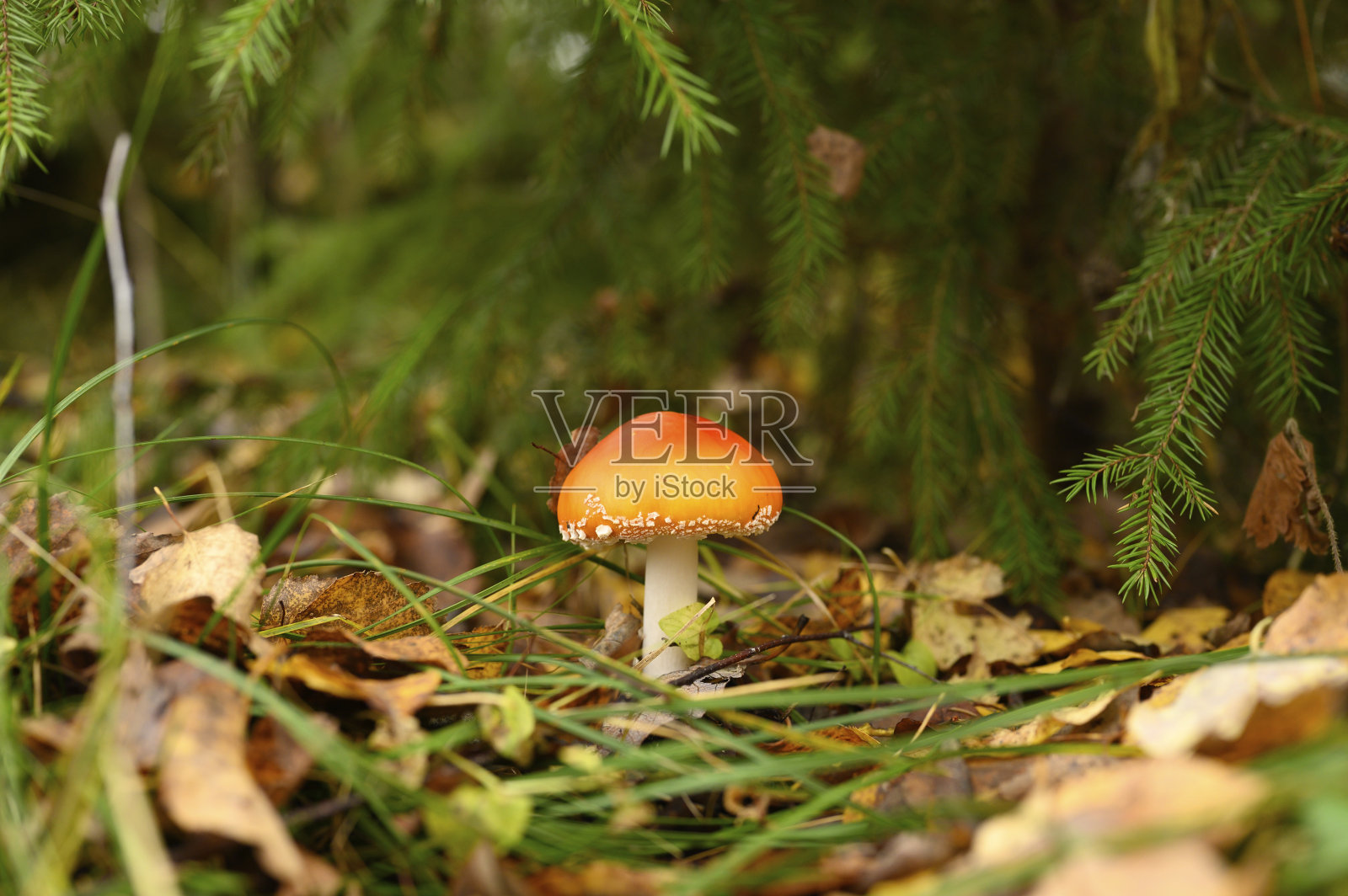 蘑菇飞木耳在秋天的森林背景草。毒性和致幻剂红毒白毒伞菌在自然环境中近距离观察照片摄影图片