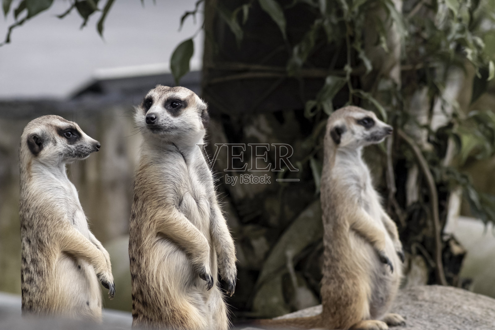 近距离看三只可爱的猫鼬，小动物它站着警惕地向前看照片摄影图片