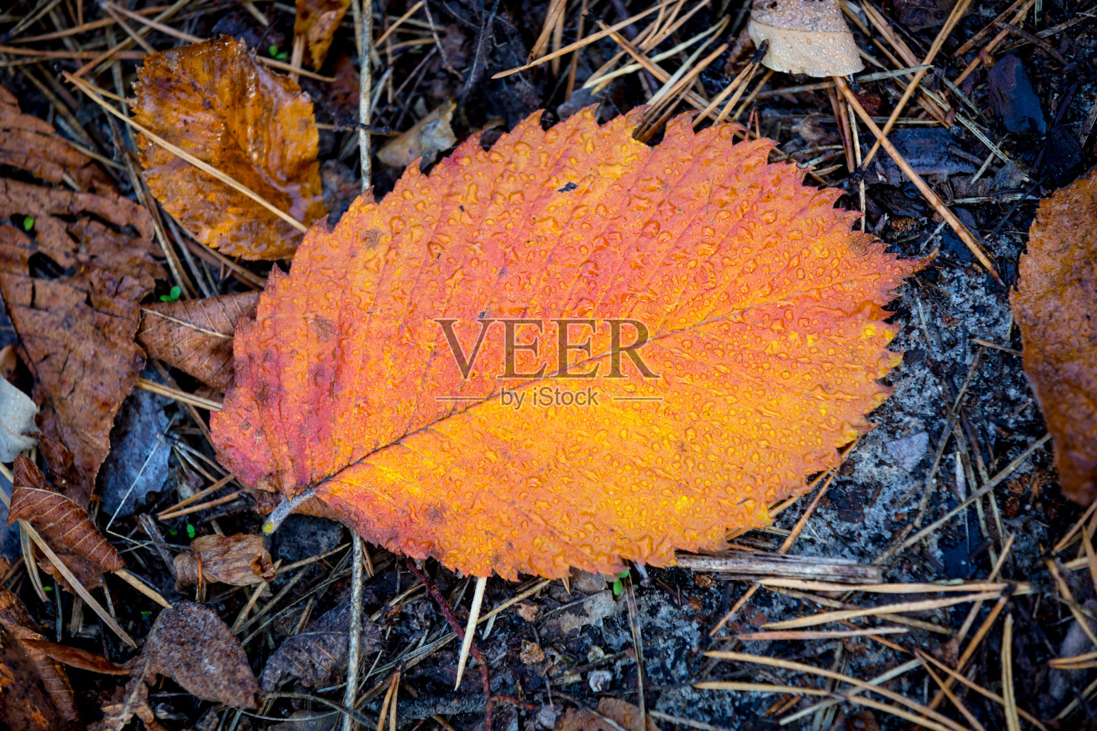 秋叶带着水滴照片摄影图片