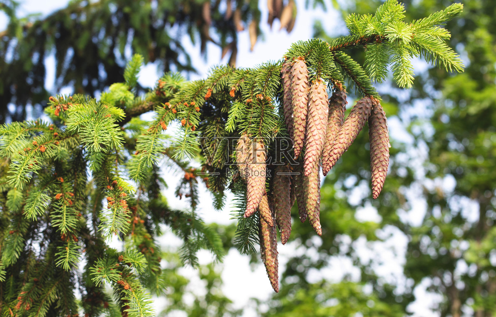 美丽的云杉枝，在阳光下有大的长方形球果。自然界中的针叶树，欧洲云杉照片摄影图片